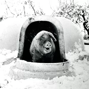 Its the pigloo... the idea borrowed from the Eskimos that is saving the bacon of pigs