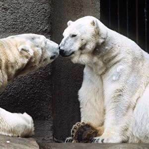 Polar Bears at London Zoo - March 1984