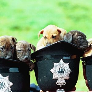 Puppies in three police helmets