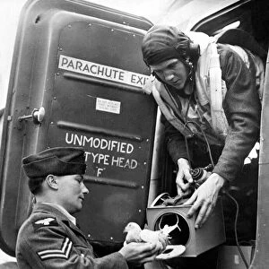 An RAF pilot takes a carrier pigeon on board his Halifax bomber before a raid in World