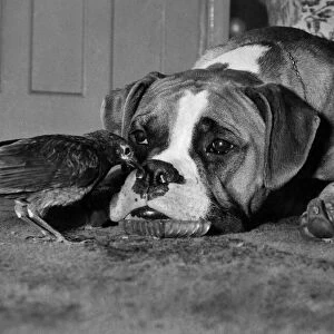 A sad looking boxer dog lying down on the floor with a bird for company. May 1957 P007442