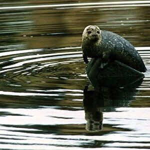 Seal pup in River Clyde nicknamed Sammy circa 1995