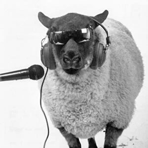 A sheep wearing sunglasses and earphones as he sings into a microphone Circa 1985