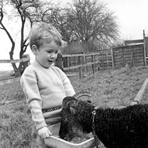 Small boy feeding goat. 1960 C79-005