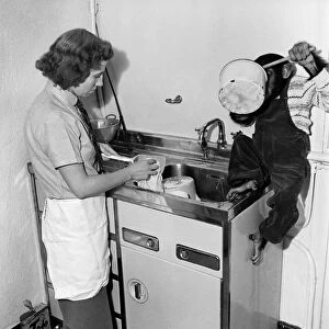 "Susan"pet. chimp of Miss Molly Badham seen here helping with the housework