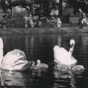 Swans at Leazes Park, Newcastle in 1953. Bird