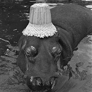 If you want to get ahead, get a hippo! Humphrey the hippo is known as a bad tempered