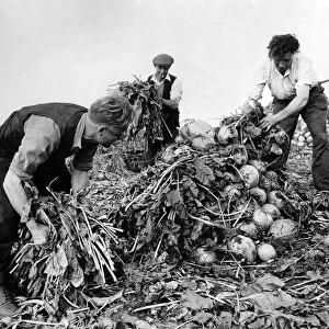 During the war most of the feed came off the land. Turnips