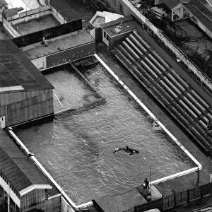 Whale: So small Nemo in his Clacton pier pool. February 1985 P006480