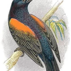 1898 colour engraving of a red-winged blackbird (agelaius phoeniceus)