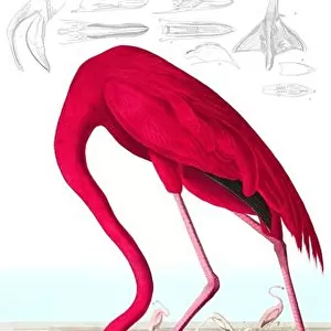 American Flamingo, Phoenicopterus Ruber, 1845