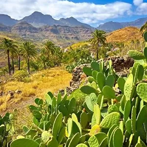 Canarian landscape, Gran Canaria, Canary Islands, Spain