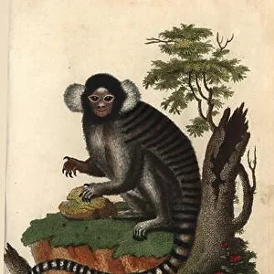 Common marmoset, Callithrix jacchus. Ouistiti or striated monkey. Handcoloured copperplate engraving by J