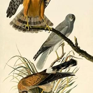 Hen Harrier, Circus Cyaneus, 1845