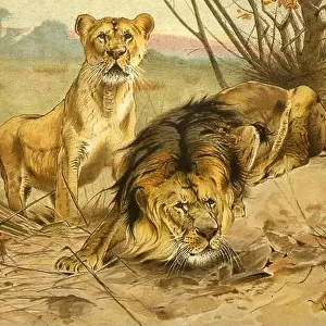 Lion and Lioness in the wild. Frontispiece from the book Royal Natural History Volume 1 Edited by Richard Lydekker