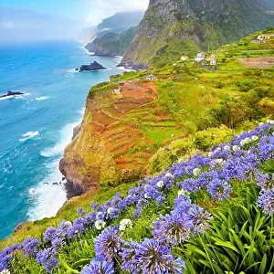 Madeira - landscape with flowers near Ponta Delgada, Madeira Island, Portugal