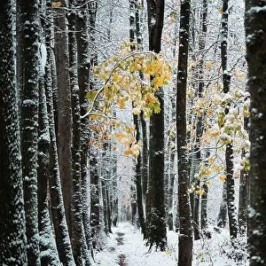 Majestic snowy alley with last yellow autumn leaves. Picturesque winter scene. Landscape photography