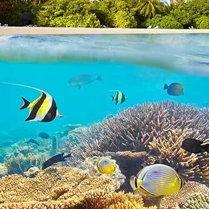 Maldives Islands - underwater view at tropical fish and reef