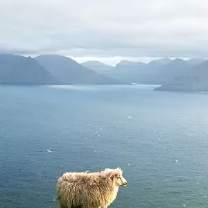 Morning view on the summer Faroe islands with sheep on a foreground. Kalsoy island, Denmark. Landscape photography