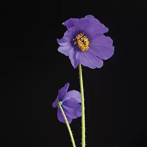 A plant of the dwarf Meconopsis henrici isolated with a coloured, textured background