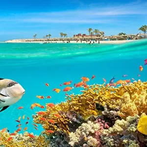 Red Sea, Egypt - underwater view at fishes and coral reef, Marsa Alam