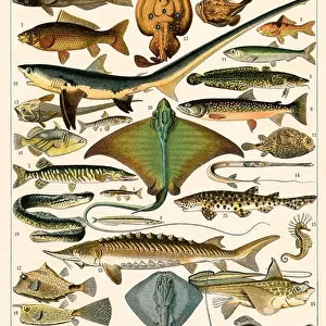 Shark, sturgeon, salmon, skate, and other fish. Color lithograph