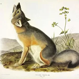 Swift Fox, Vulpes Velox, 1845