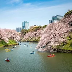 View of massive cherry blossom tree with poeple oar kayak boat in Tokyo, Japan as background. Photoed at Chidorigafuchi, Tokyo, Japan. Landscape and n