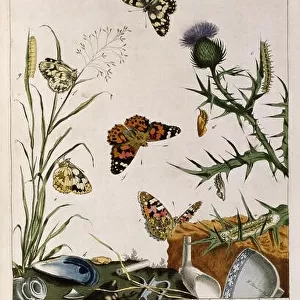 zoology, image of butterflies, from Moses Harris "The Aurelian: or, natural history of English insects, namely, moths and butterflies", London, 1766