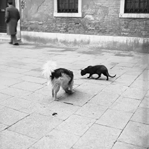 Dog and cat, Burano, Venice