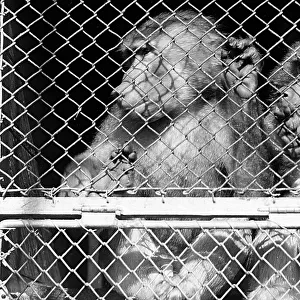 Monkeys in cage