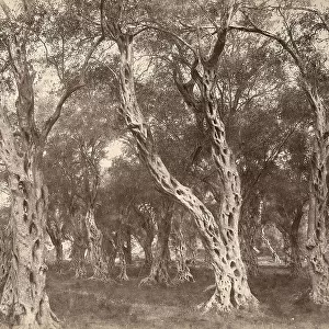 A wood of olive trees