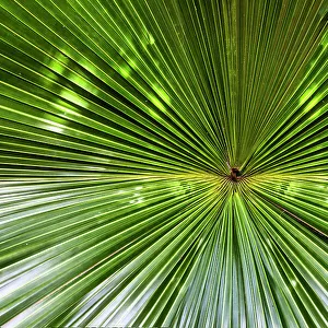 Bermuda, Green Fan Palm Leaf