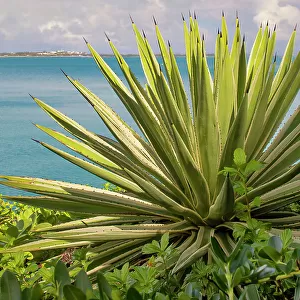 Bermuda, South Shore, cerulean blue Atlantic water, with agave plant