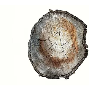 Cross section of cut tree branch against a white background