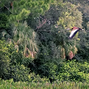Florida, Boynton Beach, Green Cay Nature Center, Black-bellied Whistling Duck flying over marshland