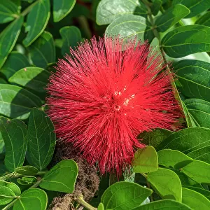 Florida, West Palm Beach, Mounts Botanical Garden, flowering plant called Calliandra haematocephala
