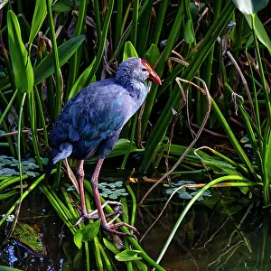 Rallidae Collection: Grey Headed Swamphen