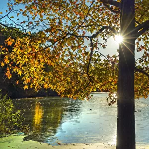 Nature view of beautiful lake and autumn tree