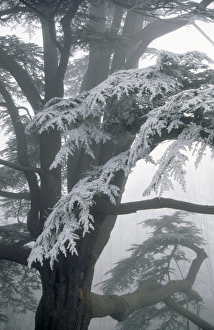 <b class=qtipBold><figcaption>Audley End Gardens M960398</figcaption></b><br>AUDLEY END HOUSE AND GARDENS, Saffron Walden, Essex. The gardens in Winter. View of tree with frost.<br><em>© Historic England</em> Audley End Gardens M960398