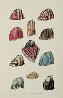 Illustration Collection: Barnacles K970315