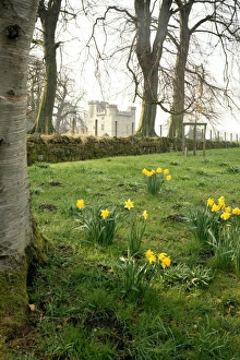 <b class=qtipBold><figcaption>Belsay Castle K920457</figcaption></b><br>BELSAY HALL, CASTLE & GARDENS, Northumberland. View of the 14th century 'peel tower' through the trees with daffodils in the foreground.<br><em>© Historic England</em> Belsay Castle K920457