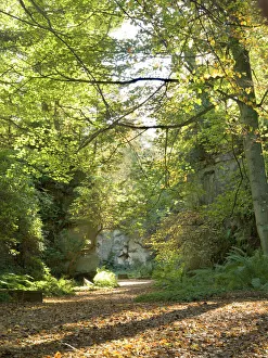 <b class=qtipBold><figcaption>Belsay Quarry Garden N060829</figcaption></b><br>BELSAY HALL, CASTLE & GARDENS, Northumberland. Autumnal view of the Quarry Garden.<br><em>© Historic England</em> Belsay Quarry Garden N060829