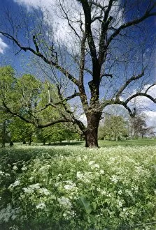 Marble Hill House Gallery: Black Walnut tree and Cow Parsley K991609