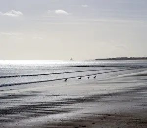 Coastal Landscapes Gallery: Blyth Beach DP087753