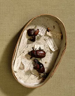 Artefact Collection: Box containing beetles J970133