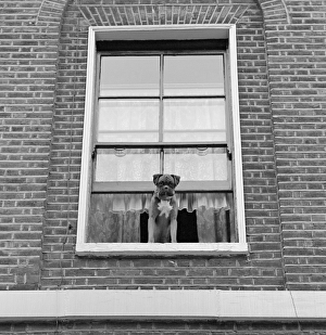 Animal Gallery: Boxer dog a072878
