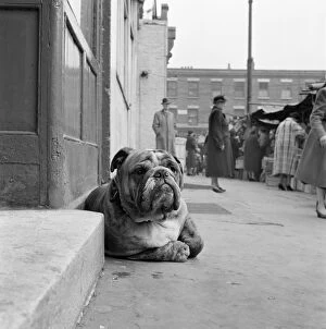 Animal Gallery: Bulldog a072946