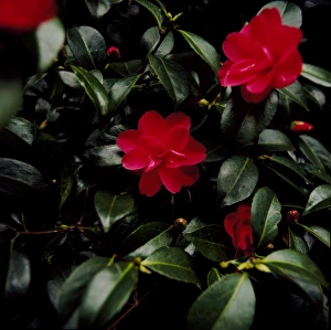 <b class=qtipBold><figcaption>Camellia flowers K900172</figcaption></b><br>BELSAY HALL, CASTLE & GARDENS, Northumberland. Camellia red flowers and leaves.<br><em>© Historic England</em> Camellia flowers K900172