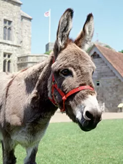 Animal Gallery: Carisbrooke Castle donkey K030728